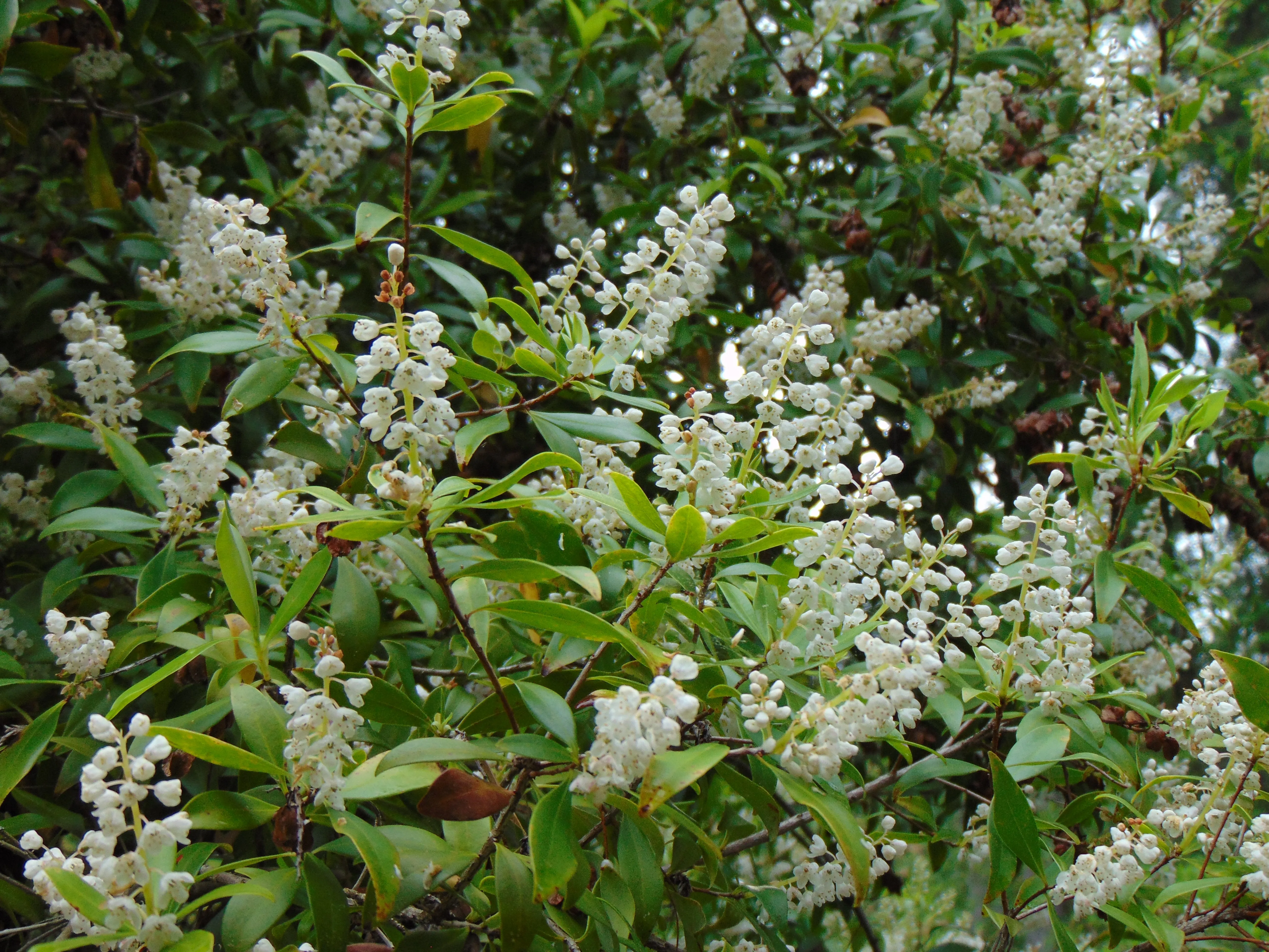 Buckwheat Tree Black Titi Cliftonia monophylla 100 Seeds  USA Company
