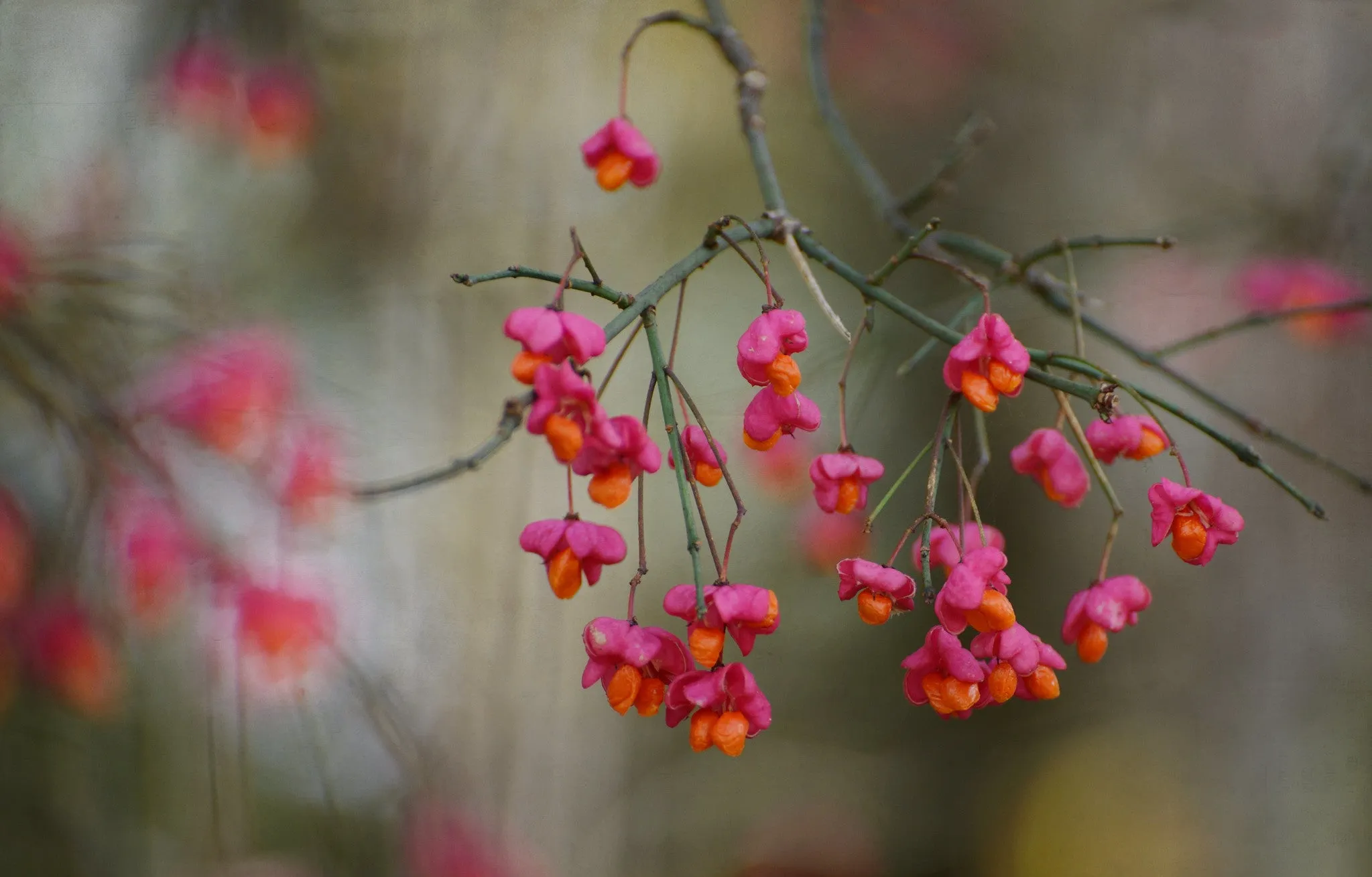 European Spindle Tree Euonymus europaeus 100 Seeds  USA Company