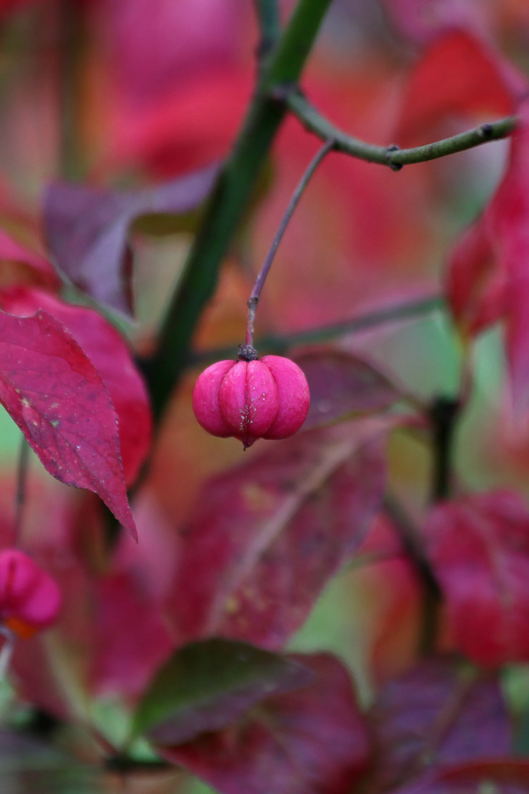 European Spindle Tree Euonymus europaeus 100 Seeds  USA Company