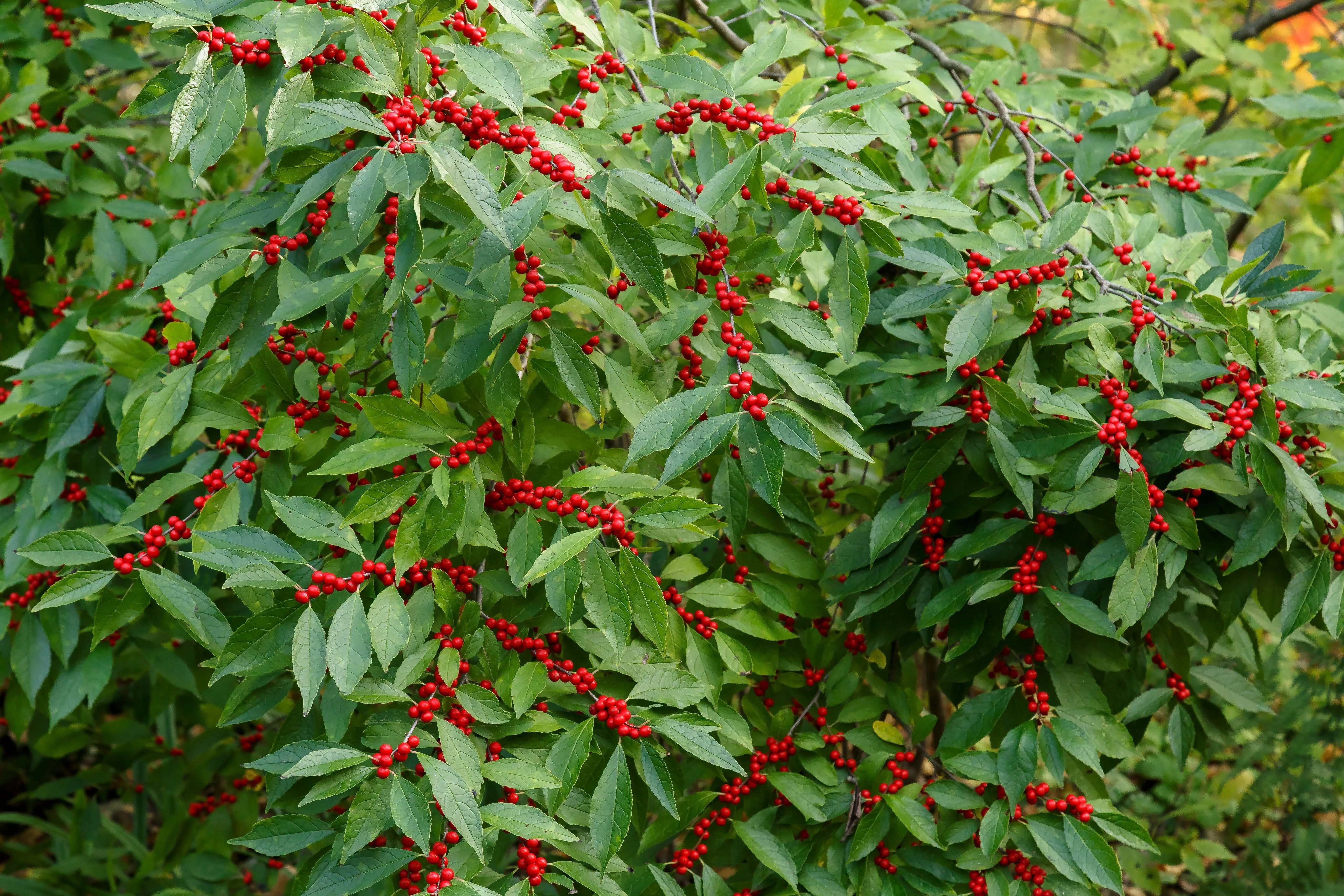Winterberry  Ilex verticillata  500 Seeds  USA Company